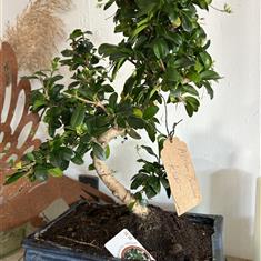 Japanese Azalea Bonsai