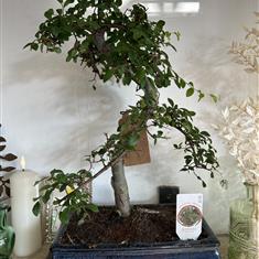 Chinese Elm Bonsai Tree