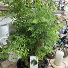 Dawn Redwood Bonsai Forest