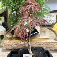 Acer Bonsai Tree