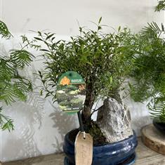 Syzygium, (Brush Cherry), Bonsai