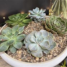 Succulent Arrangement