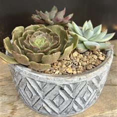 Succulent Arrangement Round