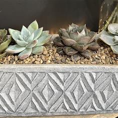 Succulents in long display