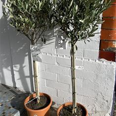 Pair of Olive Trees